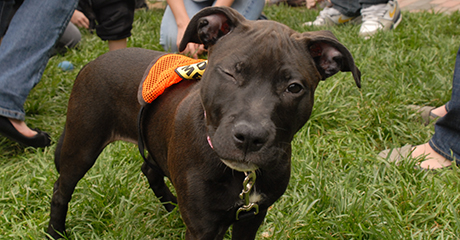 Puppypalooza