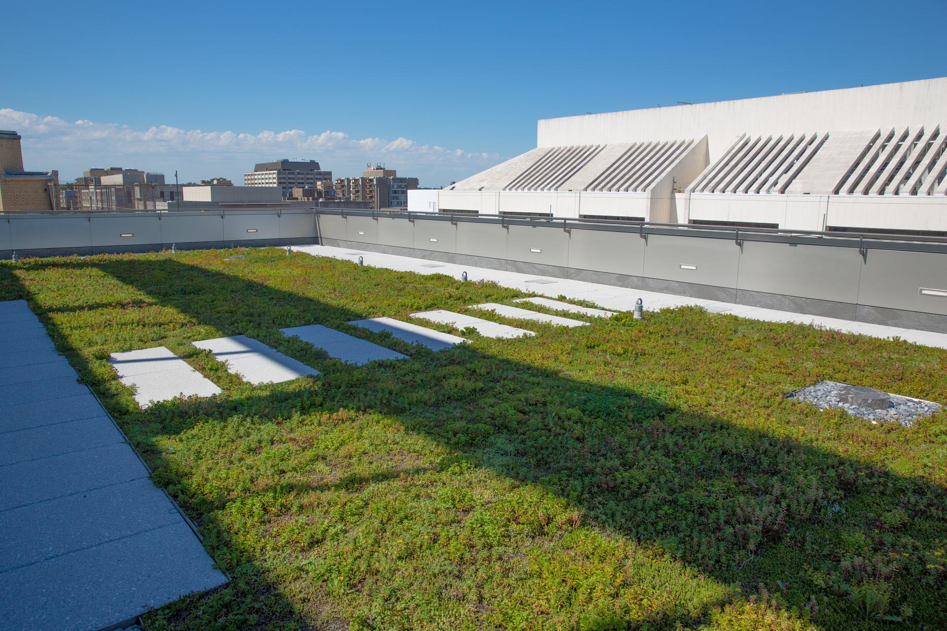 SEH green roof