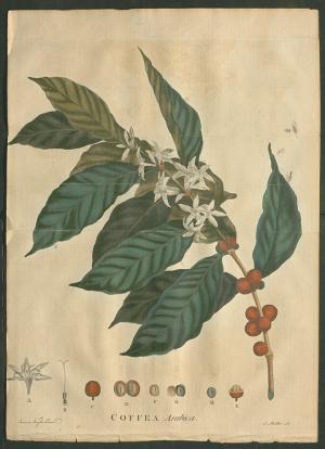 Arabica coffee plants illustration