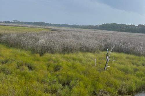 Fileds of green mashland with grey grass in the background in the Chesapeake Bay.