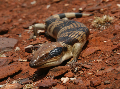Australia lizard western blue-tongued skink. Brown crawling on brown rocks & clay