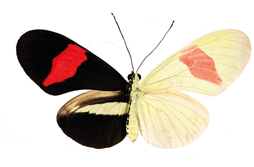 A longwing butterfly with a light colored right wing  & a black & red colored left wing.