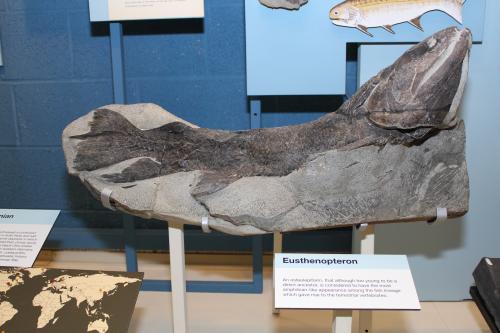 A tetrapod-like fish, Eusthenopteron, grey, in an exhibit case