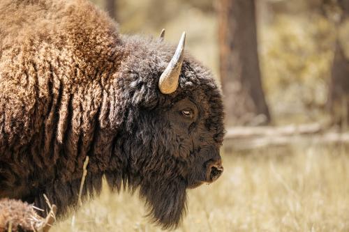 Close up of a bison in the wild