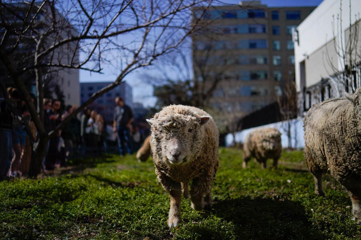 Sheep on campus