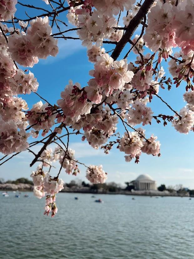 Cherry Blossoms 2023