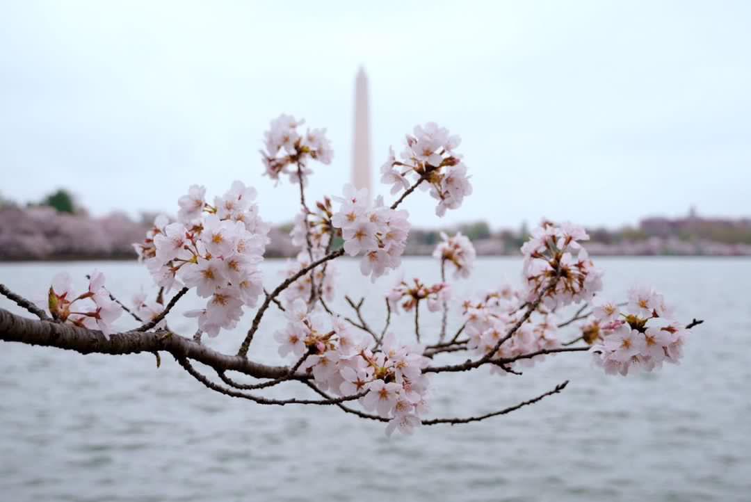 Cherry Blossoms 2023