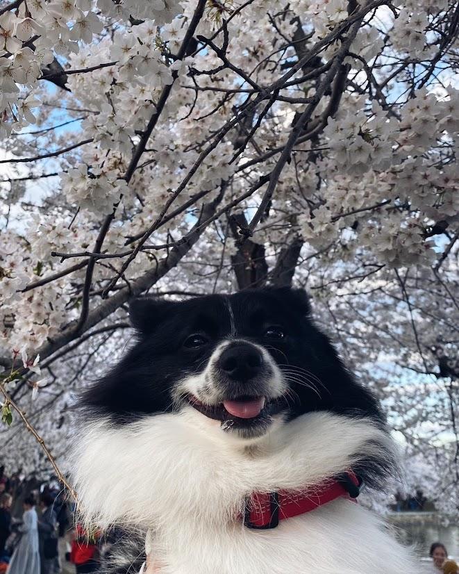 Cherry Blossoms 2023