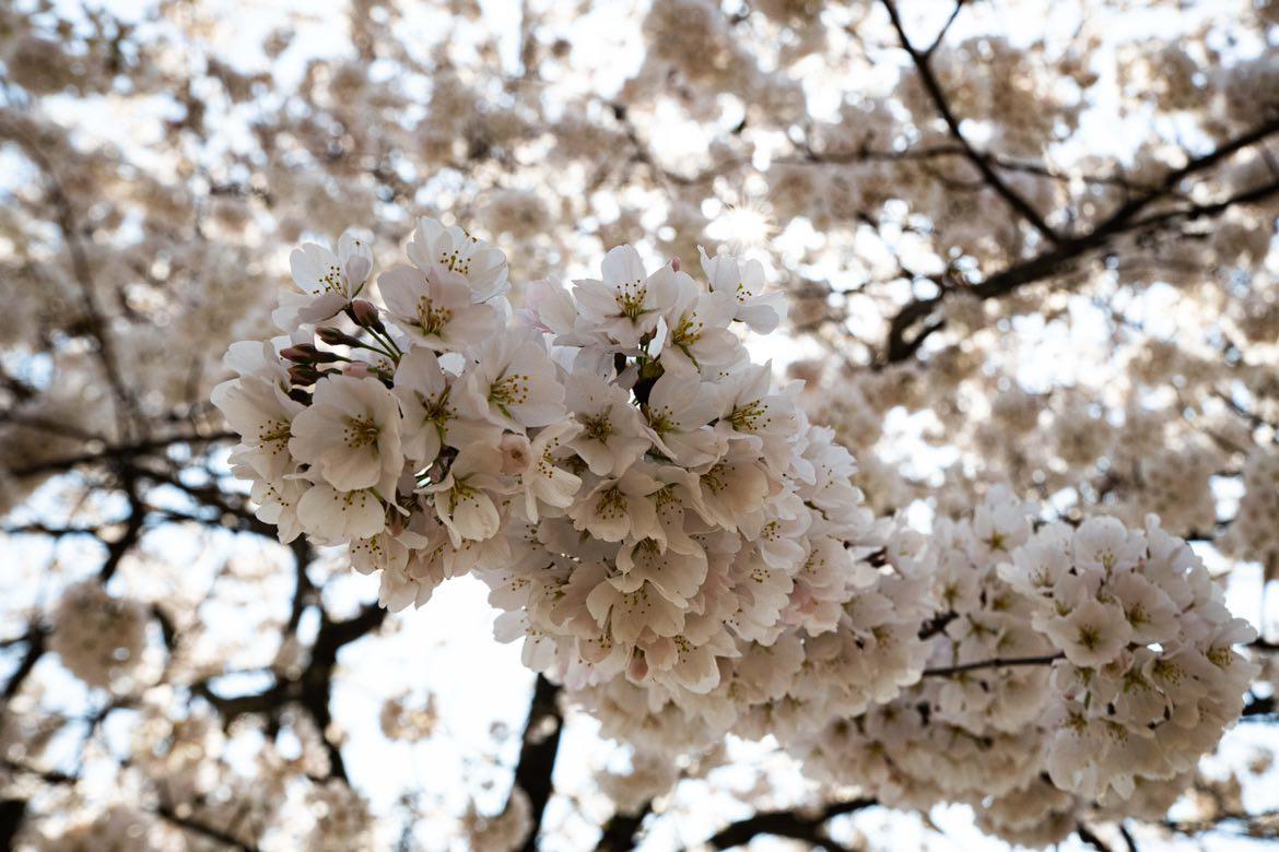 Cherry Blossoms 2023