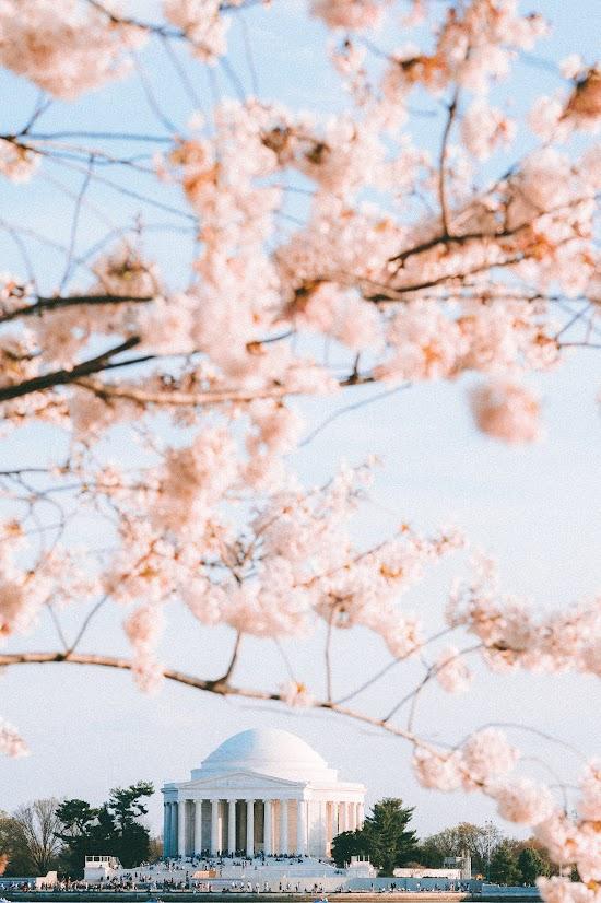 Cherry Blossoms 2023