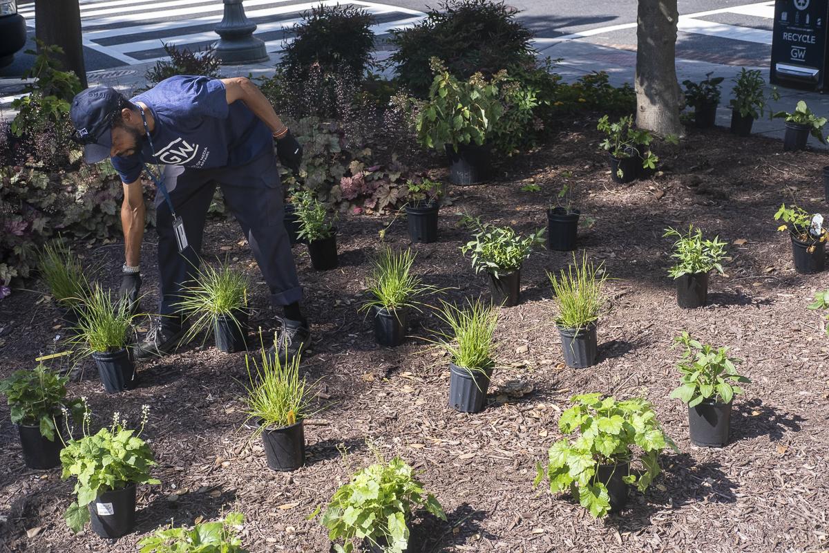 Patch planting vern