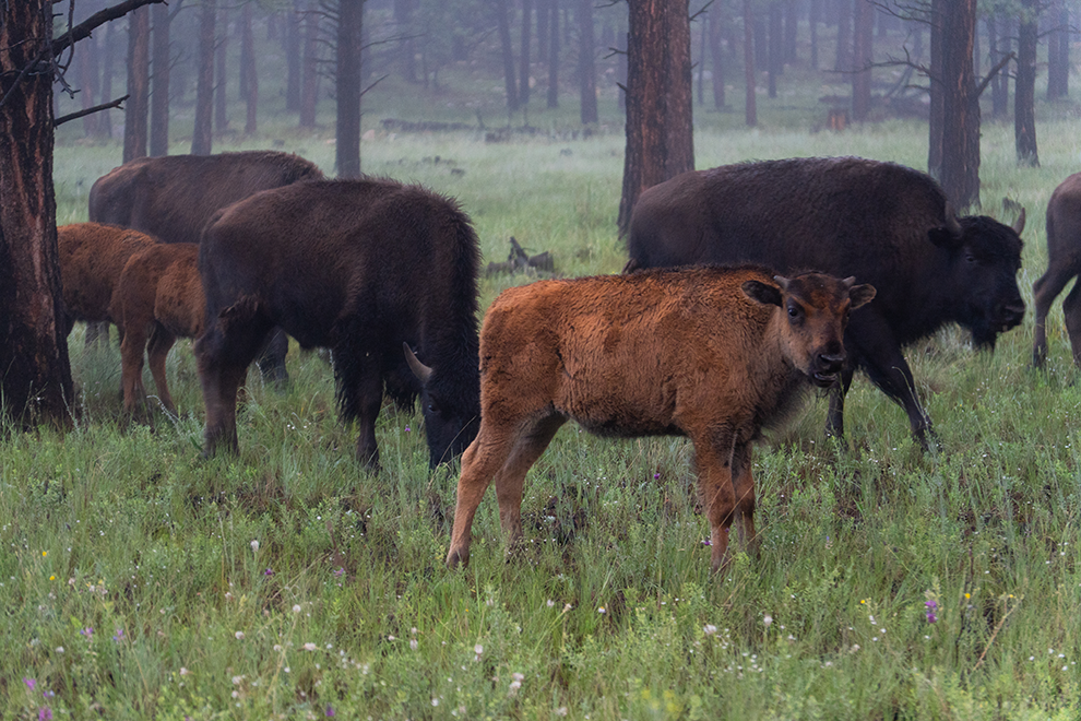 Bison in the woods