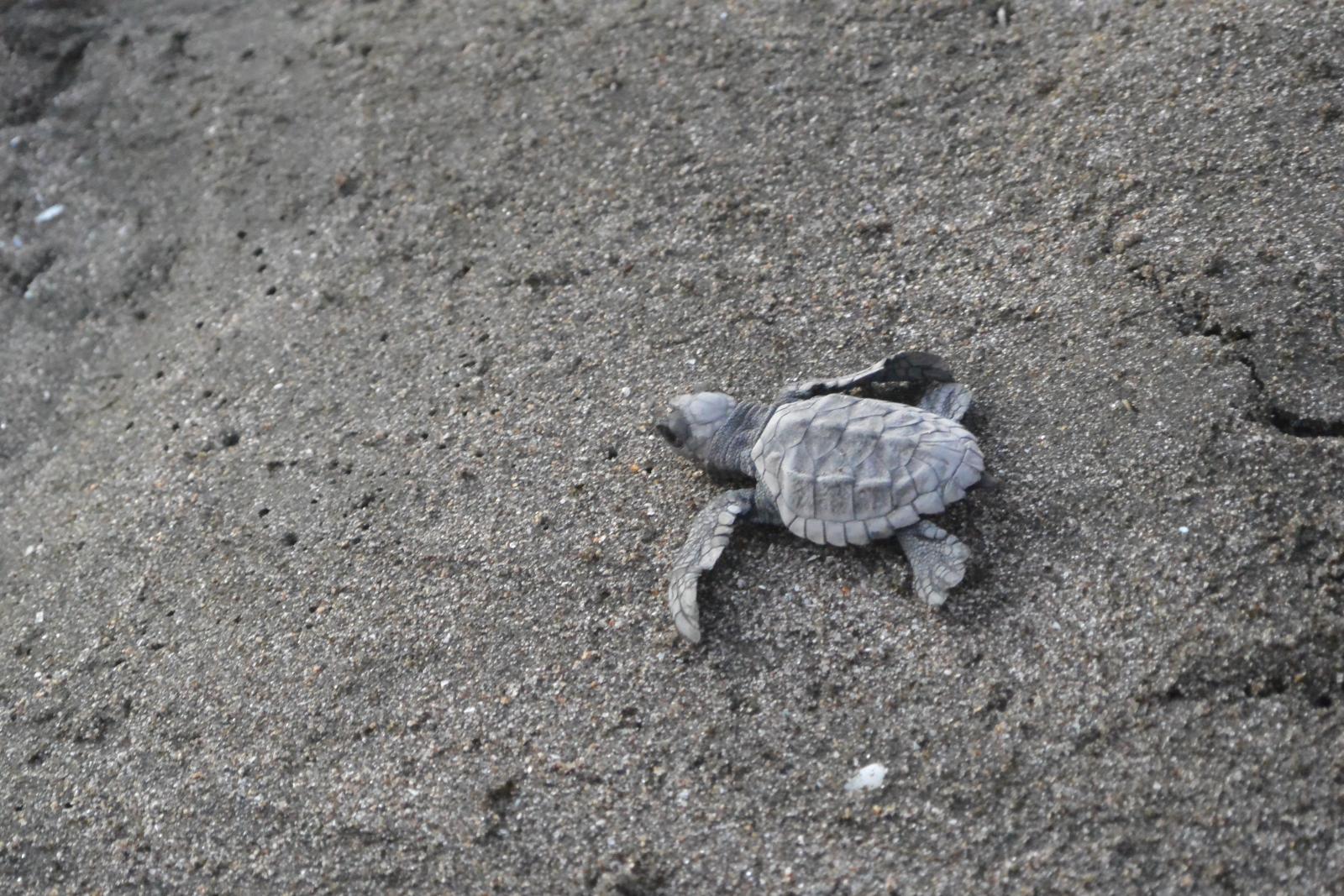 Nicaragua Alt Break 2014