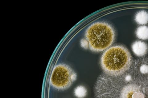 Genetic Testing Reveals Often-Overlooked Fungal Infections in
