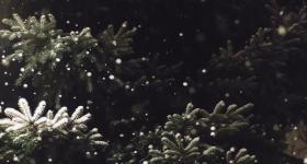 Pine boughs with snow. (Luke Hodde/Unsplash)