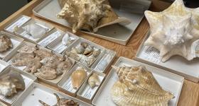 A collection of specimens at the Delaware Museum of Nature and Science. (Parisa Tabiatnejad)