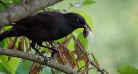 A black grackle bird on a tree branch eating a cicada