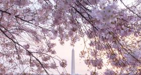 Cherry blossoms over the Washington Monument