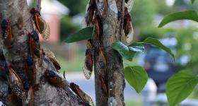 Many cicadas on the branches of a tree