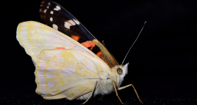 A painted lady butterfly with one white wing and one multi-colored wing against a black backdrop