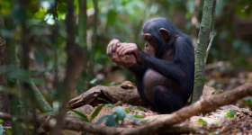 A young male chimpanzee in the Täi Forest of Côte d ́Ivoire cracking Coula edulis nuts using a stone hammer and a wooden anvil