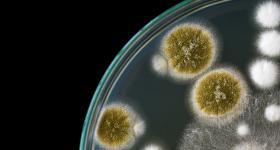 Fungus in a petri dish